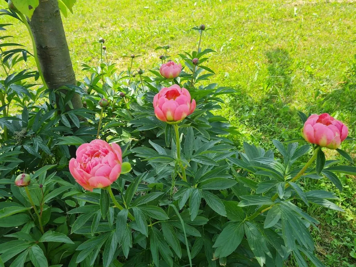 בית חווה הוילה בורגו ואל די טארו Agriturismo Il Noce D'Oro איטליה
